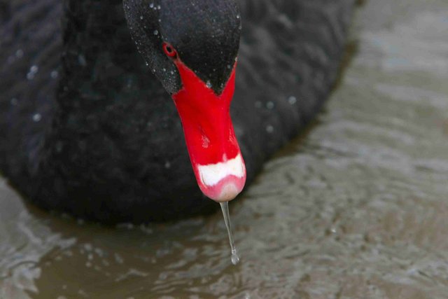 Black Swan on a Wet Day
