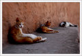 marrakech cats