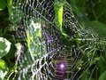 spiderweb.jpg