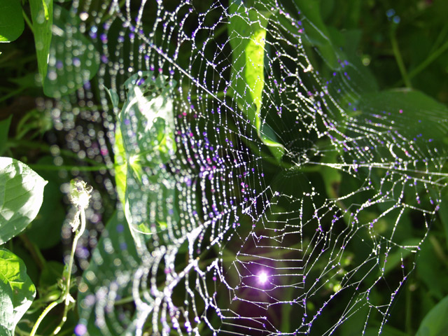 spiderweb.jpg