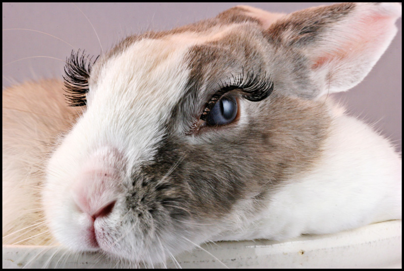 Gotta Love Those Lashes