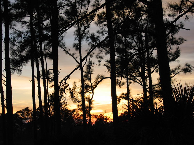 Sunset in the woods..jpg