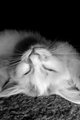 Sleeping Brutus