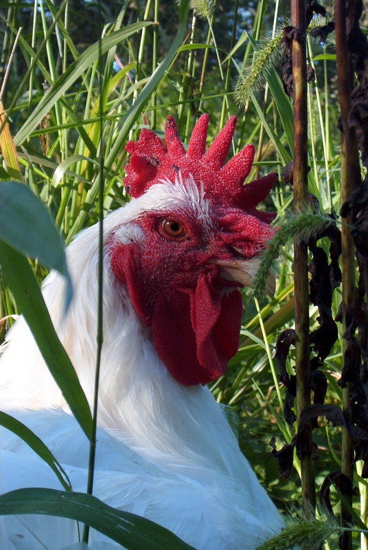 Chicken Sunset