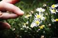 Tiny Flowers