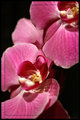 Pink Orchid
