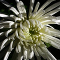 White Flower