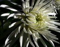 White Flower II