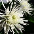 White Flower III