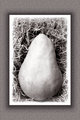 Pear II