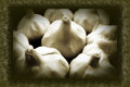 Allium Sativum I