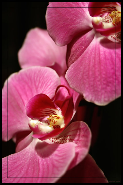 Pink Orchid