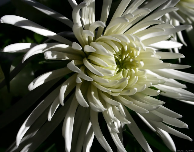 White Flower II