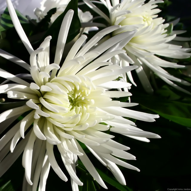 White Flower III