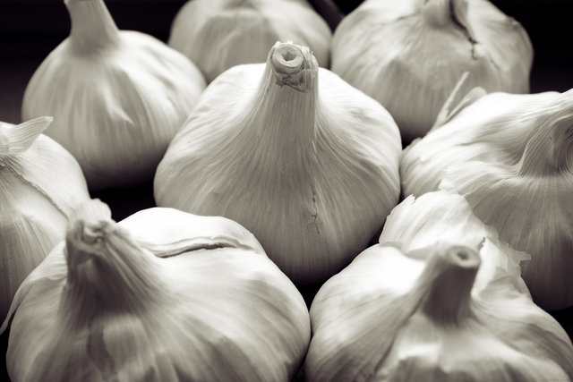Allium Sativum I w/o frame