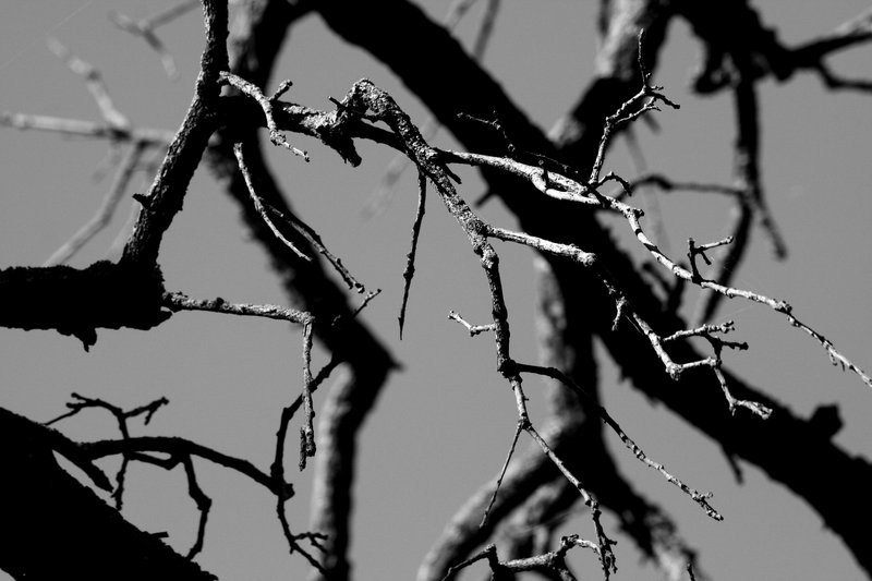branches.jpg