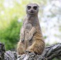 meerkat.JPG