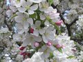 cherry blosoms.JPG