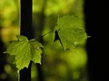 leaves.JPG