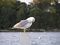 seagull.JPG