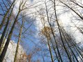 tree1.JPG