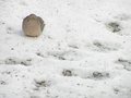 bird ground.JPG