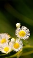 white flowers.JPG