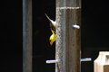 finch.jpg