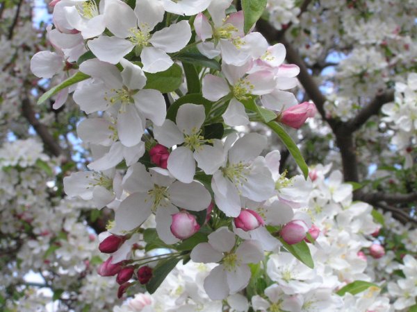 cherry blosoms.JPG