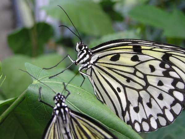 Oreo Butterfly.JPG