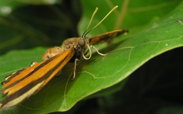 Tiger Butterfly.JPG