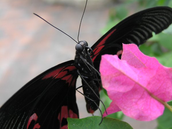 Vampire Butterfly.JPG
