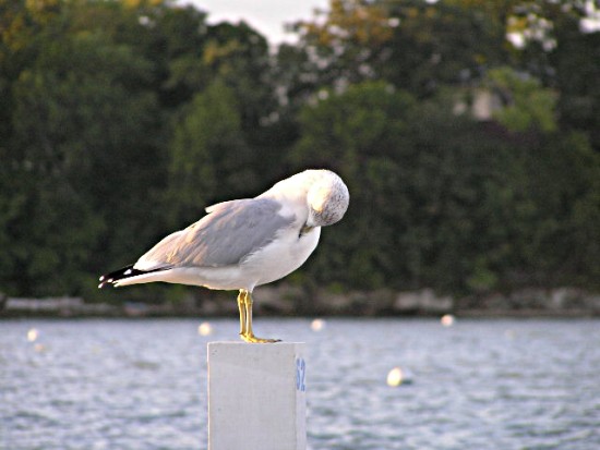 seagull.JPG