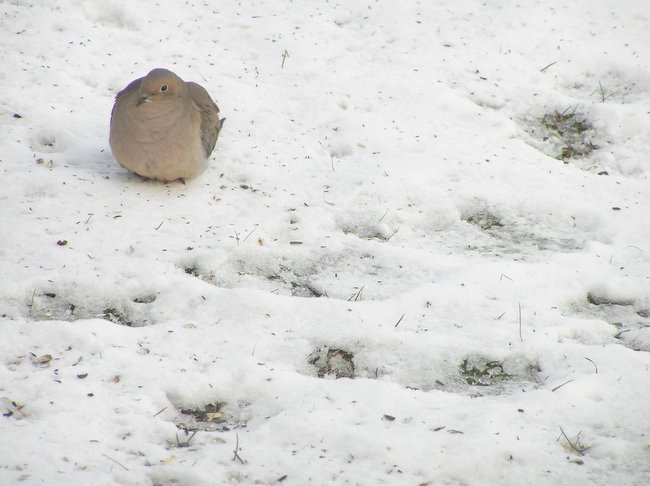 bird ground.JPG