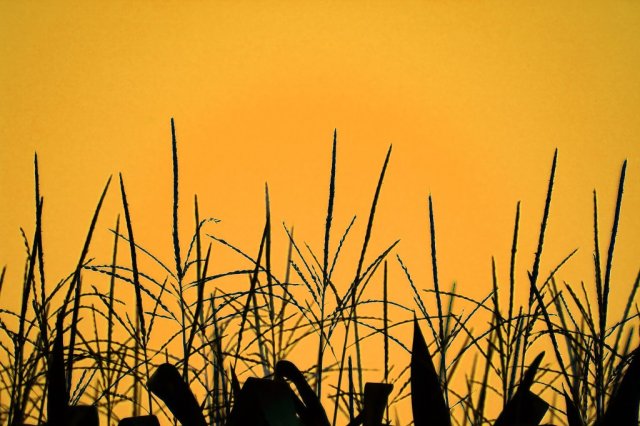 corn.JPG