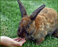 The Brown Rabbit