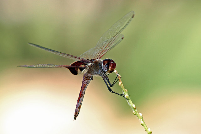 Dragonfly
