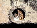 Stray Sicilian kittens
