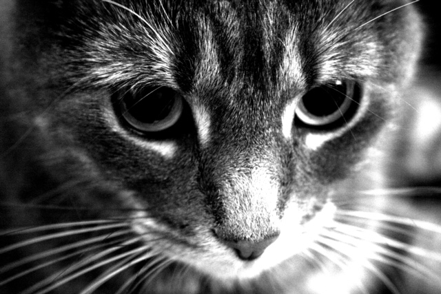 I thought I saw a pussy cat