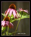 Purple Coneflower
