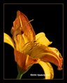 daylilly black bg.jpg