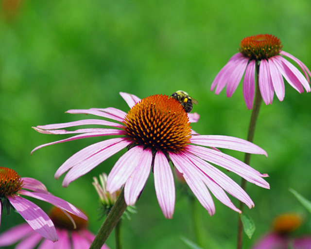 bumblebee on flower2.jpg