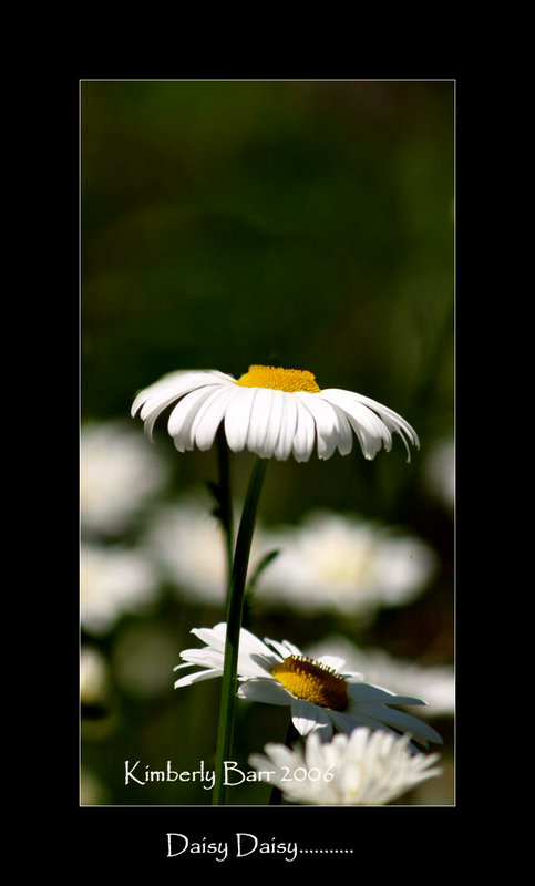 daisy daisy.jpg