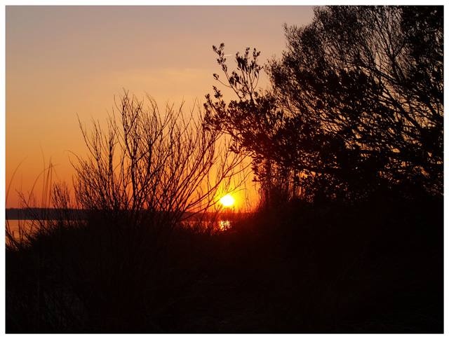 sunset through bushes edited.jpg