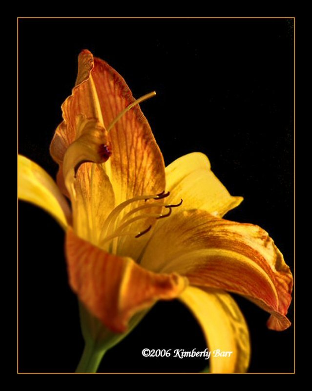 daylilly black bg.jpg