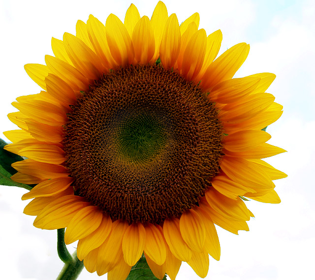 sunflowers 003.jpg