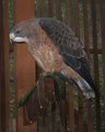 Sharp Shinned Hawk