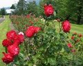 Roses at Bonneville Dam