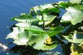 Waterlilies