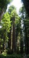 Panoramic view of Redwoods